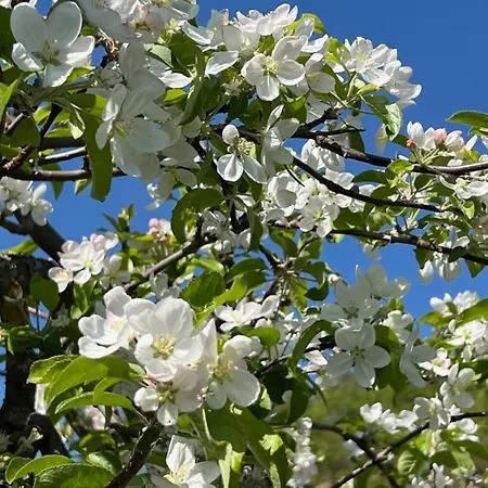 Schneeweiss Сasa de vacaciones *