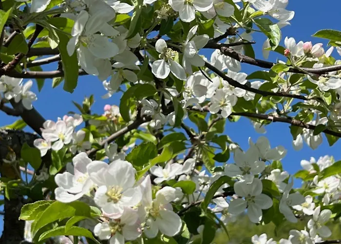 Schneeweiss Сasa de vacaciones *